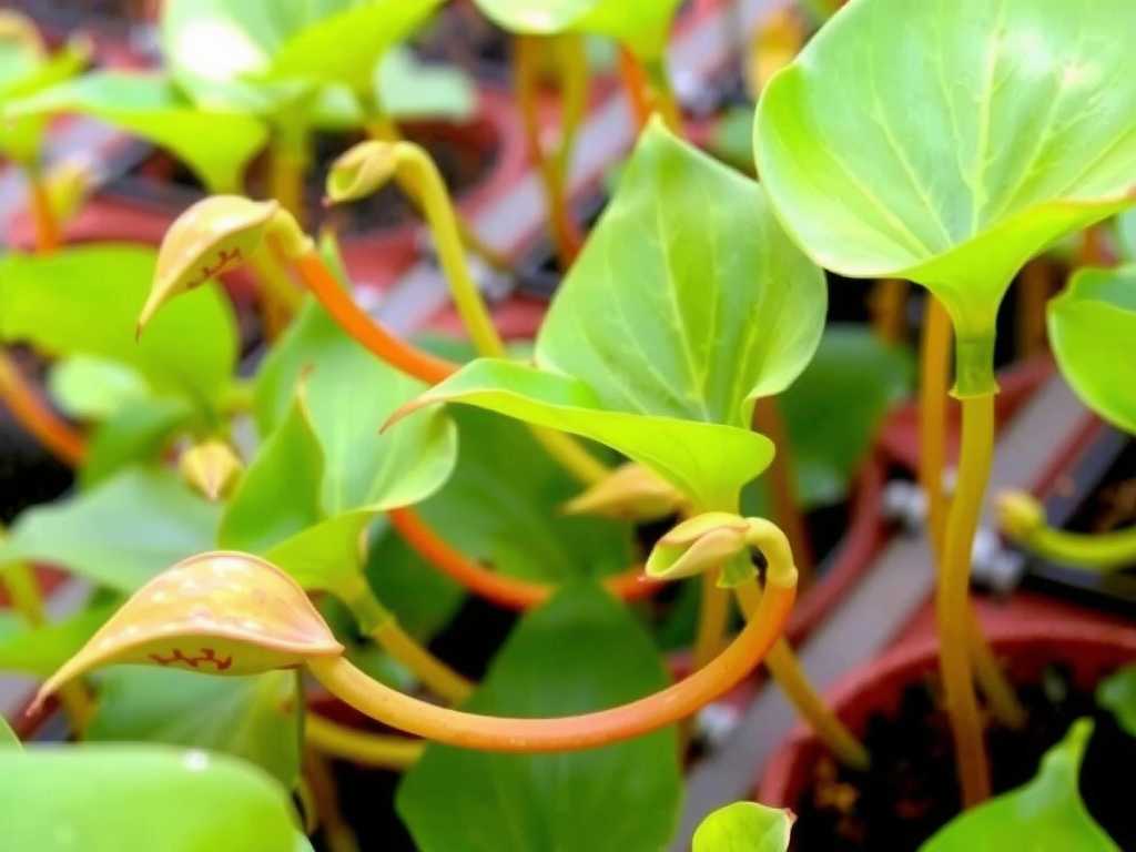 How to Prune Nepenthes for Better Growth in US Spring