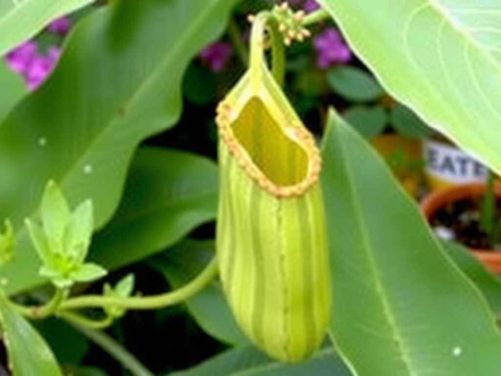 How to Treat Nepenthes Pests Common in North American Gardens(1) How to Treat Nepenthes Pests Common in North American Gardens(1)