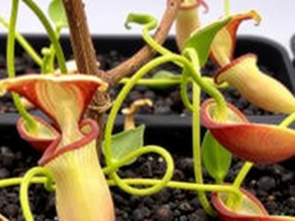 How to Keep Nepenthes Alive in North American Cold Winters
