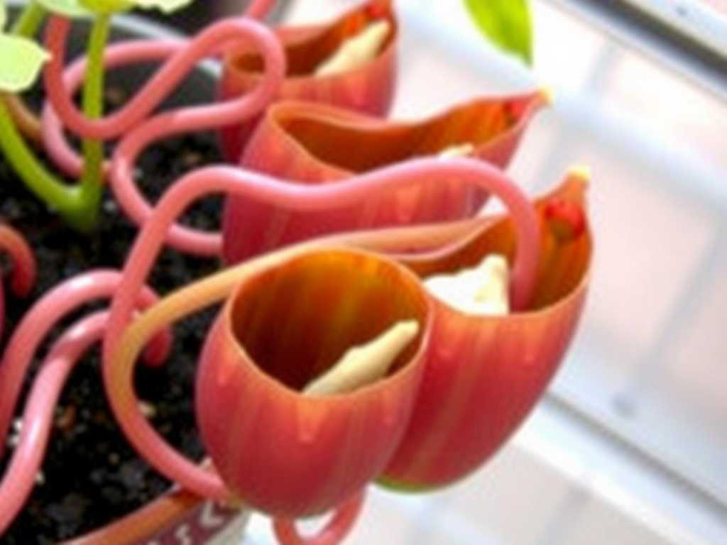 How to Propagate Nepenthes in North American Cold Zones How to Propagate Nepenthes in North American Cold Zones