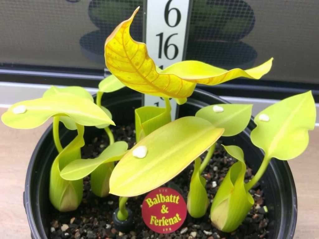 How to Propagate Nepenthes Cuttings for Summer US Growth(1)