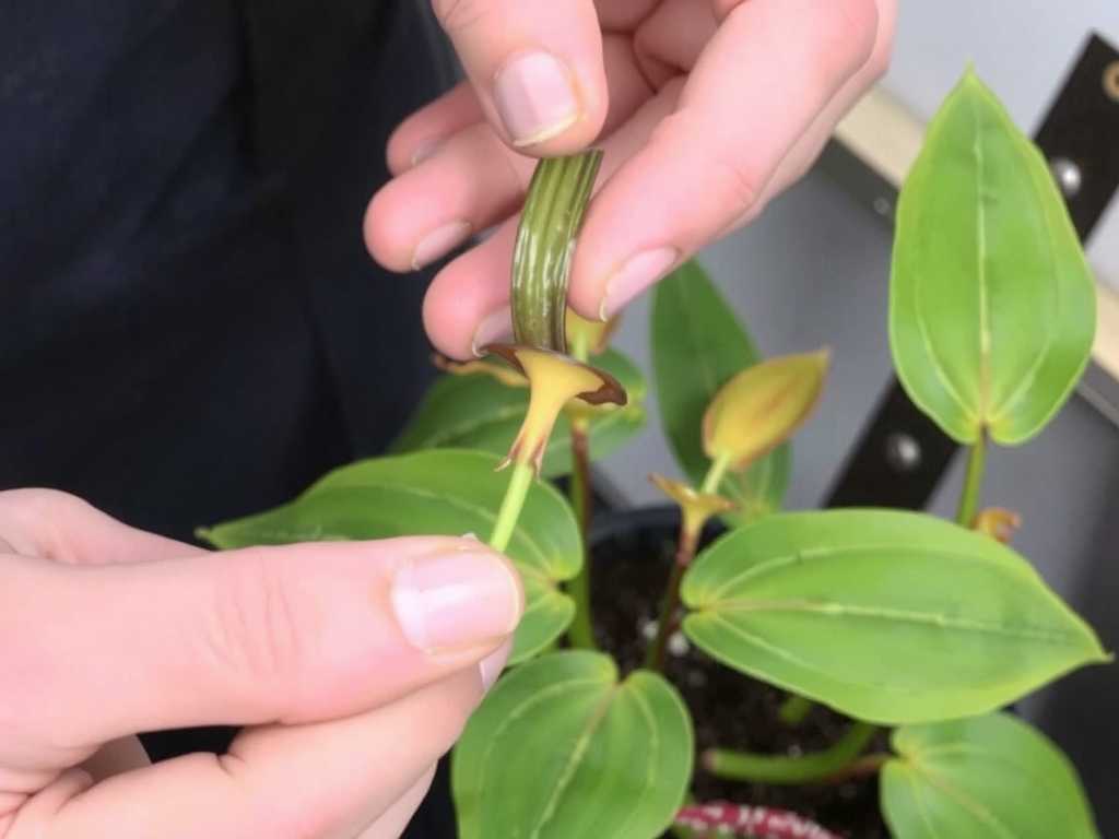 How to Propagate Nepenthes Cuttings After US Pruning