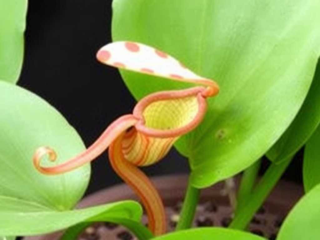 How to Propagate Nepenthes in US Humid South Fast Tips