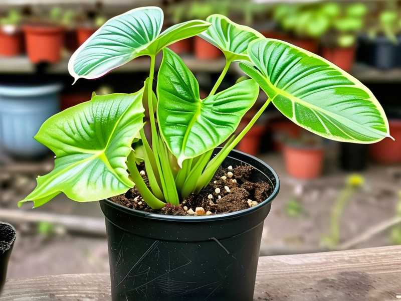 How to Overwinter Unrooted Nepenthes Cuttings Indoors for US Spring Outdoor Planting