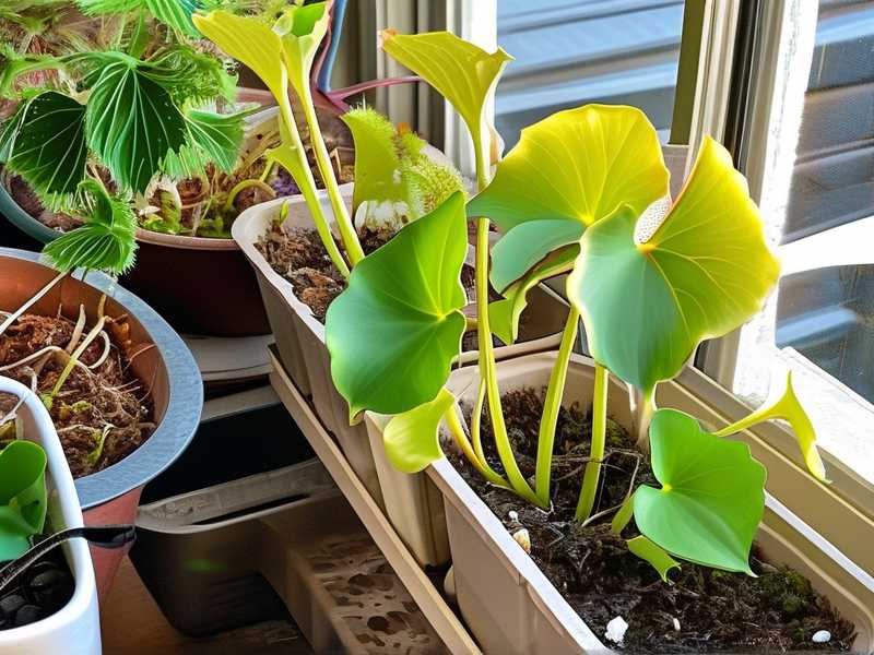 How to Maximize Morning Sun and Block Harsh Noon Rays for US Windowsill Nepenthes